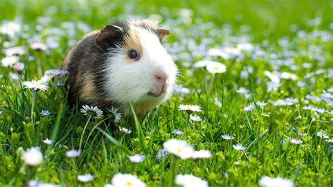 Fünf Tipps, um Ihr Meerschweinchen zu pflegen und gesund zu halten