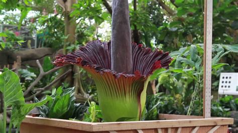 'Corpse flower' to bloom, a rare, stinky event of a lifetime - ABC13 Houston