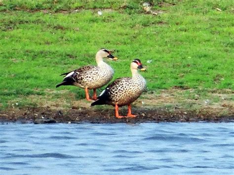 Travel Aid To The Sur Sarovar Bird Sanctuary - Nativeplanet