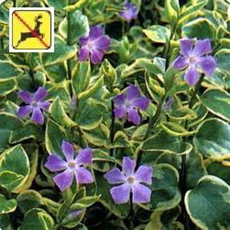 Vinca major 'Variegata' | Perennial Plant Sale | Bloomin Designs Nursery