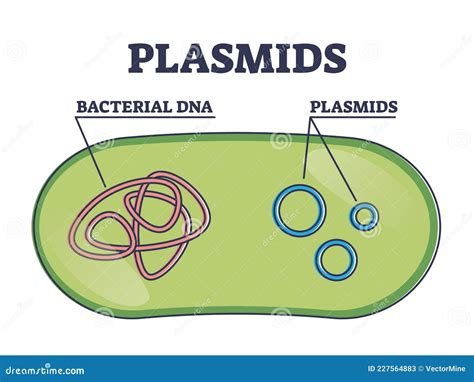 Plasmids With Cells Extrachromosomal DNA Molecule Structure Outline Diagram Cartoon Vector ...