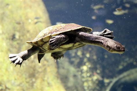 #5002 Eastern Long-neck Turtle - Zoo Leipzig (Germany) | Matthijs van ...