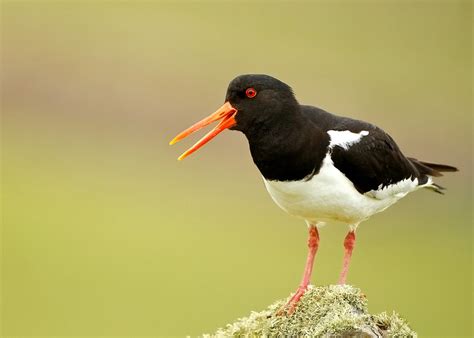 DG Wildlife by Dalia Kvedaraite and Giedrius Stakauskas | Shetland Islands