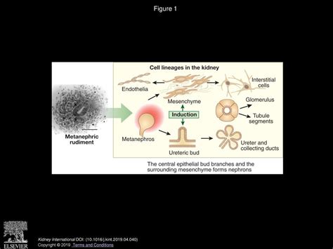 Growing a new human kidney - ppt download