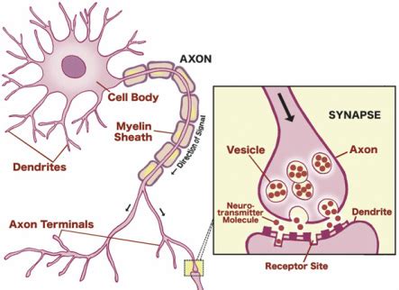 Neurons - Mr. McNabb