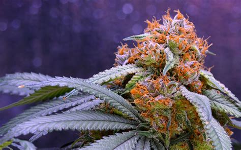 Tips for Growing Granddaddy Purple Cannabis | Leafly