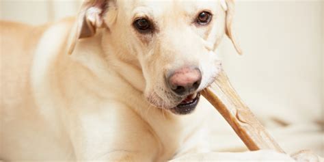 Best Dog Bones For Aggressive Chewers | 8 Safest Dog Chews in 2022