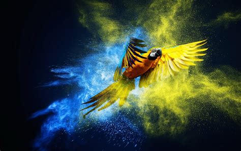 Birds 4k Wallpaper Beautiful Macaw Parrot Wallpaper P - vrogue.co