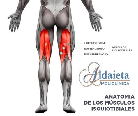 ¿Qué es la Distensión de Isquiotibiales? Isquiotibiales y lesiones deportivas