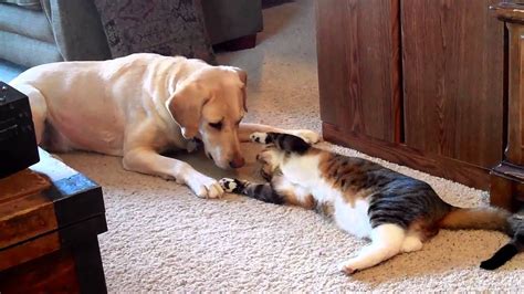 Cat Playing With Dog - YouTube