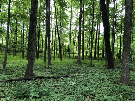 Taking You Inside the Sacred Grove in Palmyra New York - Called to Share