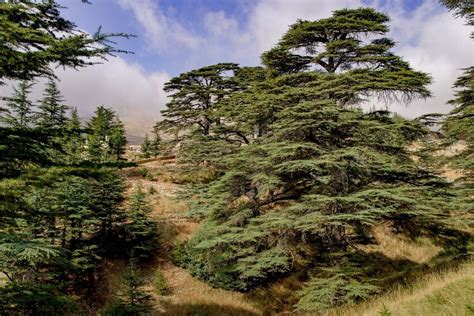 18 Different Types of Cedar Trees Around the World