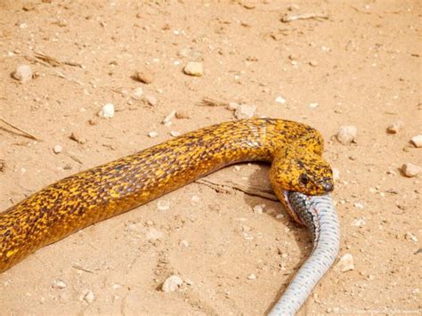 Cobra swallows entire snake in road - UPI.com