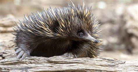 Dubbo Zoo celebrates Echidna breeding success | Taronga Conservation Society Australia