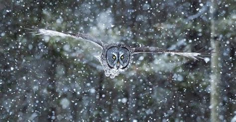 "Great Gray Owl" photographed in snow. Alberta Canada ! | Gray owl ...