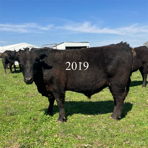 2023 YEARLING BULLS | Fish Branch Angus