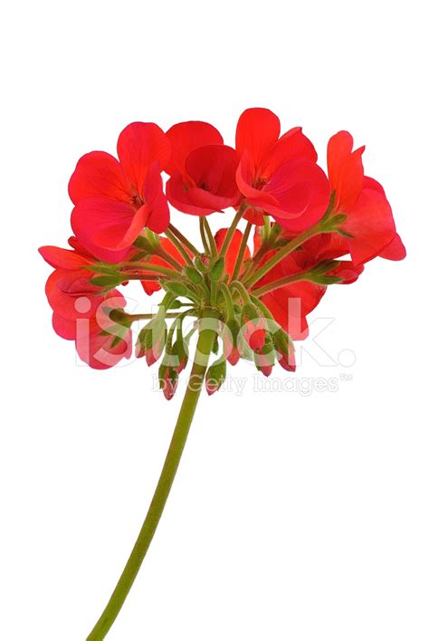 Red Geranium Flower Stock Photo | Royalty-Free | FreeImages