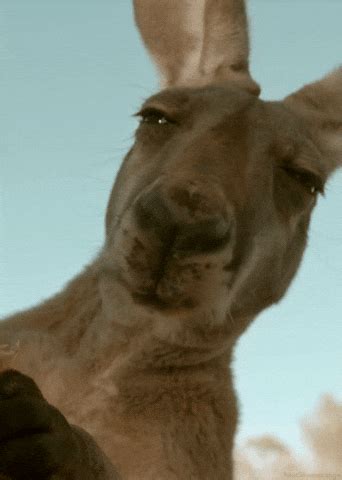 Kangaroo GIFs - Get the best GIF on GIPHY