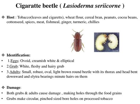 PPT - Identification and damage to store grain by coleopteran pests and its management ...