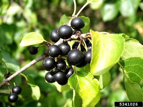 European buckthorn, Rhamnus cathartica (Rhamnales: Rhamnaceae) - 5341026