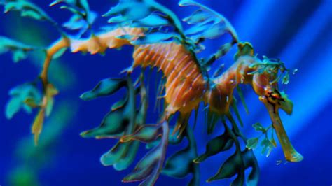 Facts: The Leafy Seadragon - YouTube