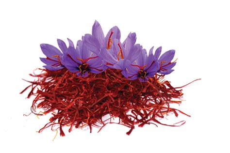 Nhụy hoa nghệ tây Saffron có phải “thần dược”? – Săn Khuyến Mãi - Giá rẻ bất ngờ