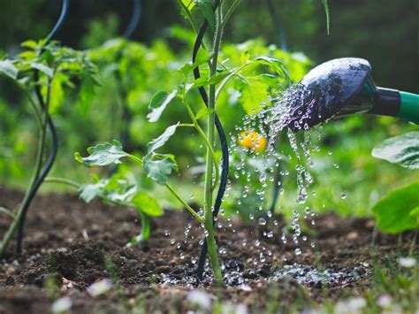 When To Water Plants: The Best Time To Water Vegetable Garden