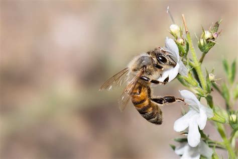 Italian Honey Bees: The Most Popular Among Beekeepers - Minneopa Orchards