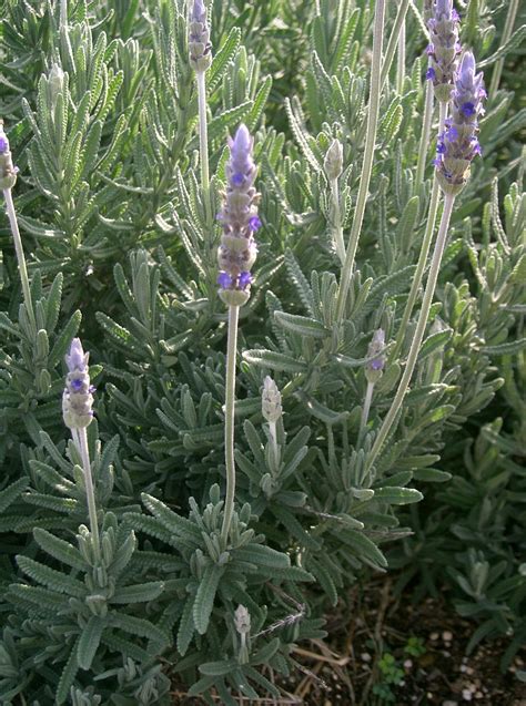 Lavandula dentata - Riverside Garden Centre