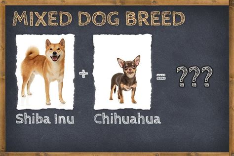 Shiba Inu Chihuahua Mix (Shiba Chi) Info, Pictures, & Facts | ZooAwesome