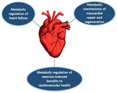 Remodeling Of Heart : Cardiac Remodeling Concepts Clinical Impact ...