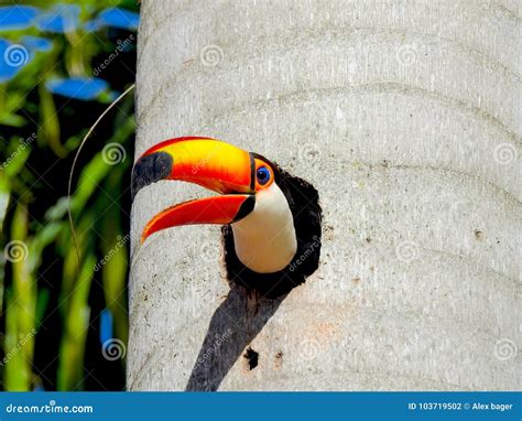 Incredible Toucan Protects Your Nest Stock Photo - Image of forest ...