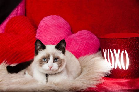 Valentine Kitten Wallpaper - WallpaperSafari