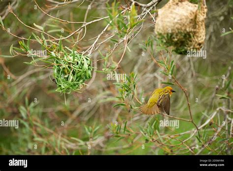 Weaver bird building nest hi-res stock photography and images - Alamy