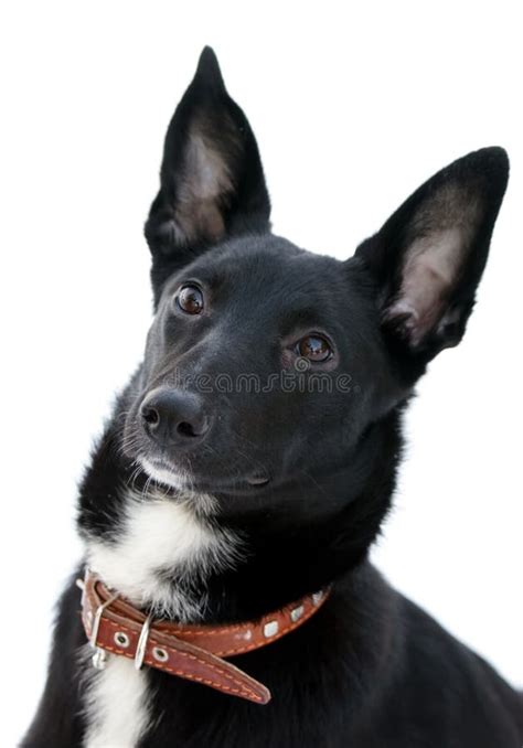 Attentive dog stock photo. Image of young, attentive, black - 8319190