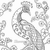 Cute Peacock Coloring Page sketch template