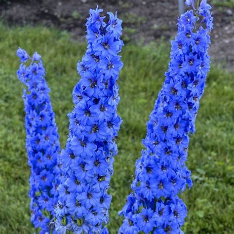 Growing Delphiniums - Plant & Care for Perennial Delphinium Flowers | Garden Design