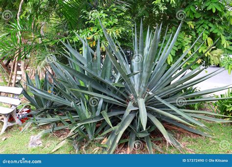 Agave tequilana stock photo. Image of native, tequilana - 57372490