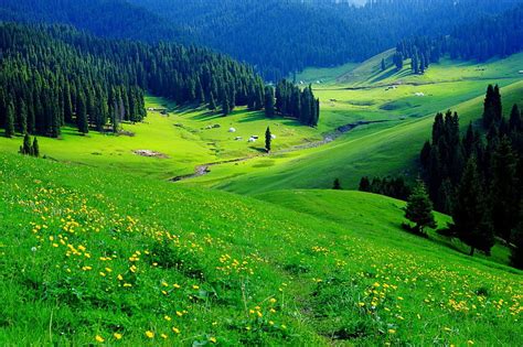 Wildflowers in Waterton Lakes National Park, rocks, pretty, grass, sunny, bonito, HD wallpaper ...