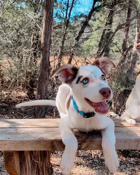 Dalmatian Husky Mix: Meet The Dalusky