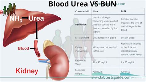 Blood Urea VS BUN, Definations, Differences | Lab Tests Guide