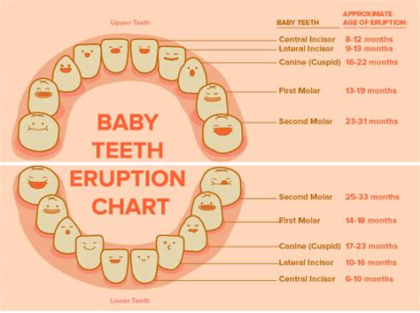 20 Free Printable Baby Teeth Eruption Charts (Word, PDF)