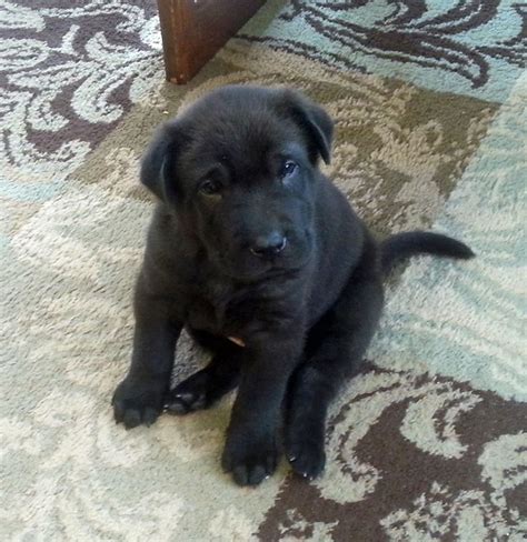 Lab Pei (Lab and Shar Pei mix) 5 weeks old | Shar pei mix, Cute animals, Animals and pets