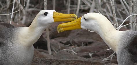 Videos: A New Zealand Albatross Takes Its First Flight