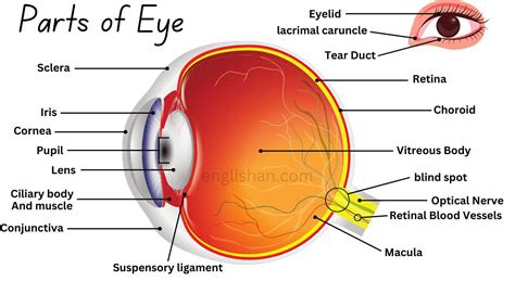 Names of Parts of Eye and Their Functions