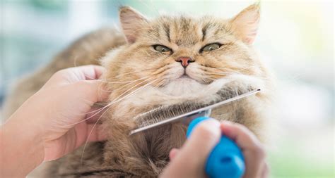 How to Groom an Old Cat With Matted Cat Hair