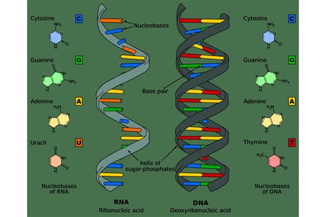 [DIAGRAM] Amino Acids Rna Diagram - MYDIAGRAM.ONLINE