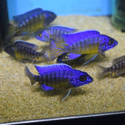 Lake Malawi Cichlids | Aquarium Fish Depot | Order Fish Online – Page 2