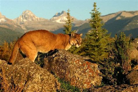 Puma en su hábitat natural | Felinos | Pinterest | Pumas