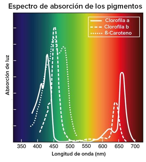 ¿Qué longitudes de onda son captadas en el proceso de la fotosíntesis? - Brainly.lat